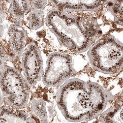Invitrogen ZN827 Polyclonal Antibody 100 &mu;L; Unconjugated:Antibodies,