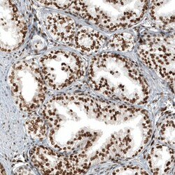Invitrogen ZN827 Polyclonal Antibody 100 &mu;L; Unconjugated:Antibodies,