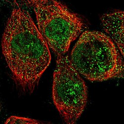 OLFML2A Polyclonal Antibody:Antibodies, Polyclonal