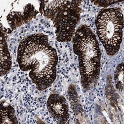 OLFML2A Polyclonal Antibody:Antibodies, Polyclonal