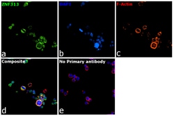 Invitrogen ZNF313 Polyclonal Antibody 100 &mu;L | Buy Online | Invitrogen&trade; | Fisher Scientific