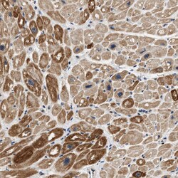 Invitrogen OBSCN Polyclonal Antibody 100 &mu;L; Unconjugated:Antibodies,