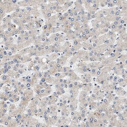 Invitrogen OBSCN Polyclonal Antibody 100 &mu;L; Unconjugated:Antibodies,