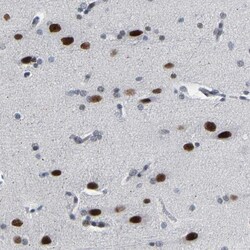 Invitrogen FAM180A Polyclonal Antibody 100 &mu;L; Unconjugated:Antibodies,