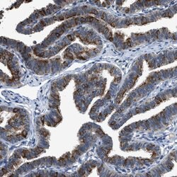Invitrogen COX19 Polyclonal Antibody 100 &mu;L; Unconjugated:Antibodies,