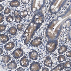 Invitrogen COX19 Polyclonal Antibody 100 &mu;L; Unconjugated:Antibodies,
