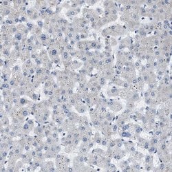 Invitrogen COX19 Polyclonal Antibody 100 &mu;L; Unconjugated:Antibodies,