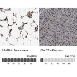 C9orf78 Polyclonal Antibody:Antibodies, Polyclonal