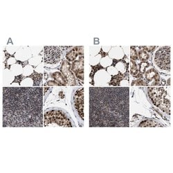 C9orf78 Polyclonal Antibody:Antibodies, Polyclonal