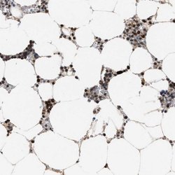 C9orf78 Polyclonal Antibody:Antibodies, Polyclonal