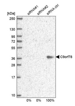 C9orf78 Polyclonal Antibody:Antibodies, Polyclonal