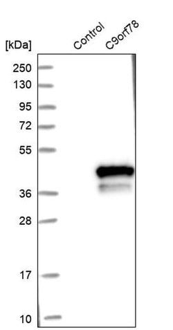 C9orf78 Polyclonal Antibody:Antibodies, Polyclonal