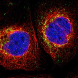 Invitrogen MRPL10 Polyclonal Antibody 100 &mu;L; Unconjugated:Antibodies,