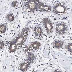 Invitrogen KRBA1 Polyclonal Antibody 100 &mu;L; Unconjugated:Antibodies,