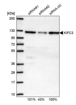 Invitrogen KIFC3 Polyclonal Antibody 100 μL; Unconjugated:Antibodies,
