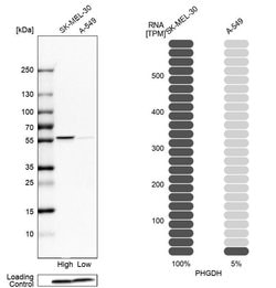 Invitrogen PHGDH Polyclonal Antibody 100 &mu;L; Unconjugated:Antibodies,