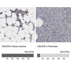 Invitrogen C9orf78 Polyclonal Antibody 100 &mu;L | Buy Online | Invitrogen&trade; | Fisher Scientific