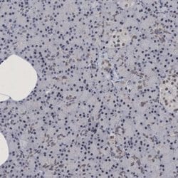 Invitrogen C9orf78 Polyclonal Antibody 100 &mu;L | Buy Online | Invitrogen&trade; | Fisher Scientific
