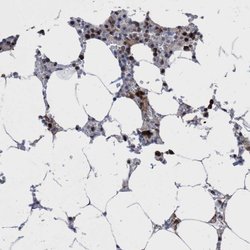 Invitrogen C9orf78 Polyclonal Antibody 100 &mu;L | Buy Online | Invitrogen&trade; | Fisher Scientific