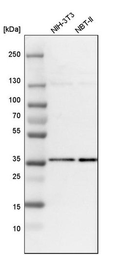 Invitrogen C9orf78 Polyclonal Antibody 100 &mu;L | Buy Online | Invitrogen&trade; | Fisher Scientific