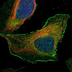 Invitrogen BAIAP2L1 Polyclonal Antibody 100 &mu;L; Unconjugated:Antibodies,