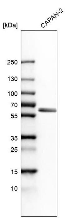 Invitrogen BAIAP2L1 Polyclonal Antibody 100 &mu;L; Unconjugated:Antibodies,