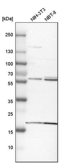 Invitrogen BAIAP2L1 Polyclonal Antibody 100 &mu;L; Unconjugated:Antibodies,
