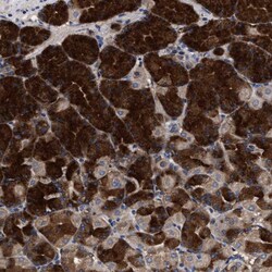 Invitrogen C9orf135 Polyclonal Antibody 100 &mu;L; Unconjugated:Antibodies,