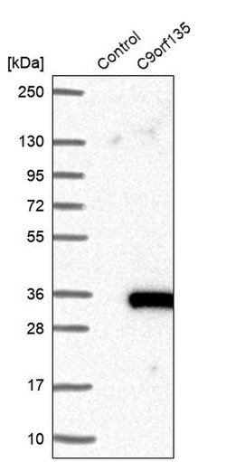 Invitrogen C9orf135 Polyclonal Antibody 100 &mu;L; Unconjugated:Antibodies,