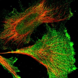 Invitrogen Niban-like protein Polyclonal Antibody 100 &mu;L; Unconjugated:Antibodies,
