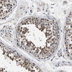 Invitrogen Niban-like protein Polyclonal Antibody 100 &mu;L; Unconjugated:Antibodies,