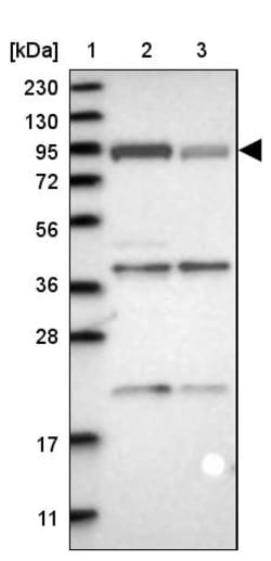 Invitrogen Niban-like protein Polyclonal Antibody 100 &mu;L; Unconjugated:Antibodies,