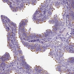 Invitrogen C7orf57 Polyclonal Antibody 100 &mu;L; Unconjugated:Antibodies,