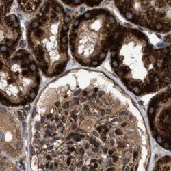Invitrogen GCC1 Polyclonal Antibody 100 &mu;L; Unconjugated:Antibodies,