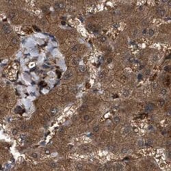 Invitrogen GCC1 Polyclonal Antibody 100 &mu;L; Unconjugated:Antibodies,