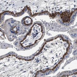 Invitrogen PEG10 Polyclonal Antibody 100 &mu;L; Unconjugated:Antibodies,