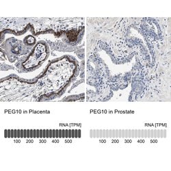 Invitrogen PEG10 Polyclonal Antibody 100 &mu;L; Unconjugated:Antibodies,