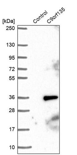 Invitrogen C9orf135 Polyclonal Antibody 100 &mu;L; Unconjugated:Antibodies,