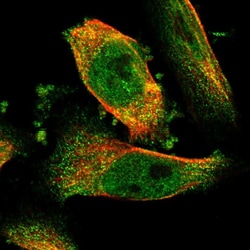 Invitrogen NQO2 Polyclonal Antibody 100 &mu;L; Unconjugated:Antibodies,
