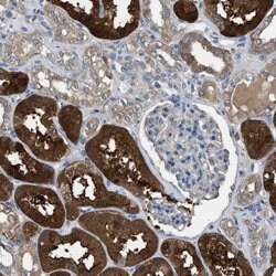 Invitrogen NQO2 Polyclonal Antibody 100 &mu;L; Unconjugated:Antibodies,