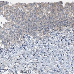 Invitrogen NQO2 Polyclonal Antibody 100 &mu;L; Unconjugated:Antibodies,