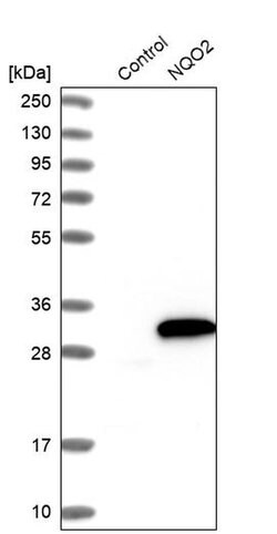 Invitrogen NQO2 Polyclonal Antibody 100 &mu;L; Unconjugated:Antibodies,