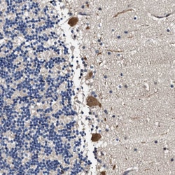 Invitrogen FICD Polyclonal Antibody 100 &mu;L; Unconjugated:Antibodies,