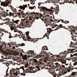 Invitrogen FICD Polyclonal Antibody 100 &mu;L; Unconjugated:Antibodies,