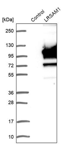 Invitrogen LRSAM1 Polyclonal Antibody 100 &mu;L; Unconjugated:Antibodies,