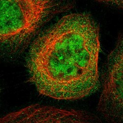 Invitrogen SH3GLB2 Polyclonal Antibody 100 &mu;L; Unconjugated:Antibodies,