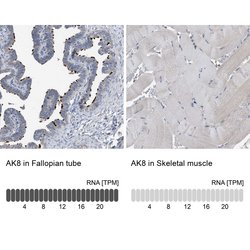 Adenylate Kinase 8 Rabbit anti-Human, Polyclonal, Invitrogen 100 &mu;L;