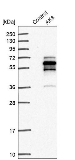 Adenylate Kinase 8 Rabbit anti-Human, Polyclonal, Invitrogen 100 &mu;L;
