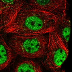 Invitrogen PRTFDC1 Polyclonal Antibody 100 &mu;L; Unconjugated:Antibodies,