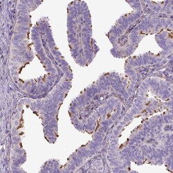 Invitrogen C9orf117 Polyclonal Antibody 100 &mu;L; Unconjugated:Antibodies,